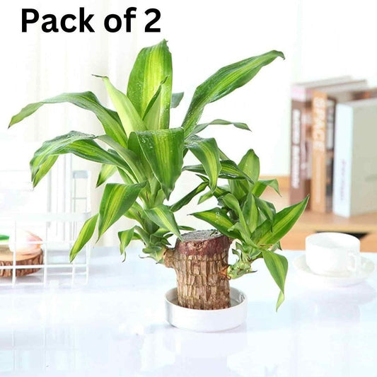 Brazilian LuckyWood 🍀🏡 - Bring Home Endless Luck and Fortune (Pack of 2 plants)  ✨