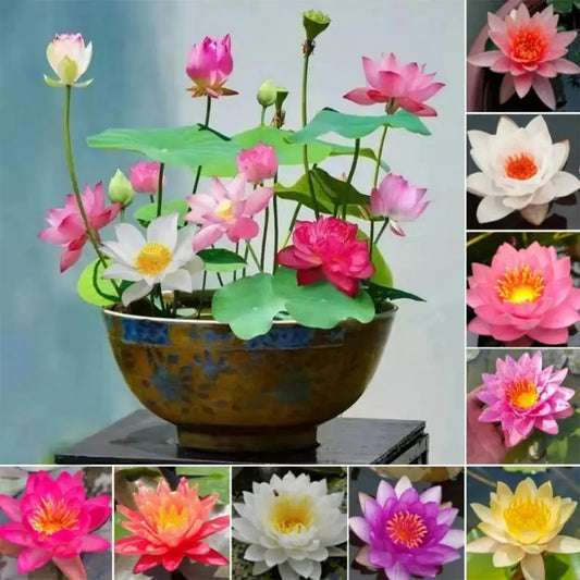 🌸 Premium Japanese Bonsai Lotus Seeds - High Fragrance - (1 Pack of 100 Seeds 🌿🌸)